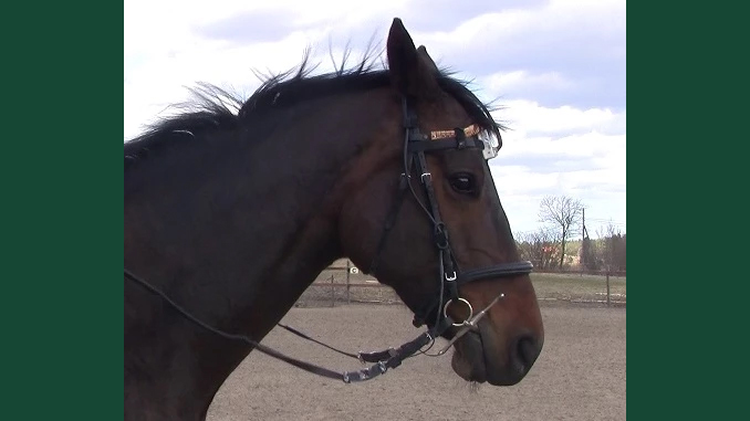 Foto av en mörk häst med öronen bakåt, iklädd träns och ett skarpare typ av betsel.