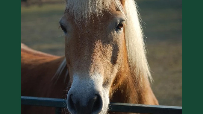 Foto av en guldfärgad häst med ljus man ståendes med huvudet över ett staket.