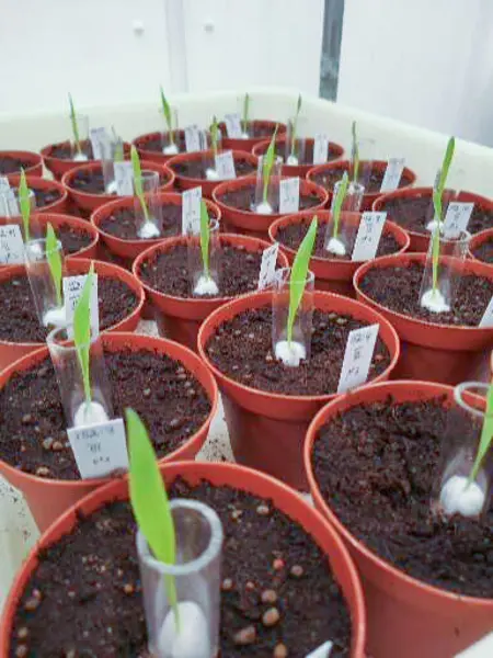 Pots with plants and glass tubes. Photo.