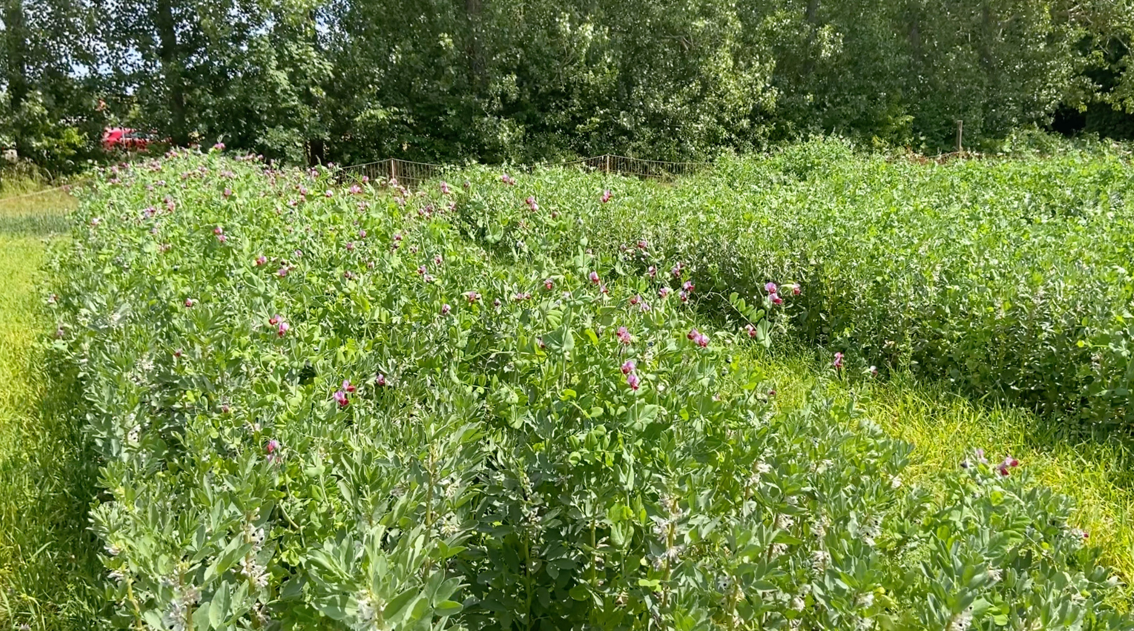 Rader av ärt och bönor som odlas tillsammans.