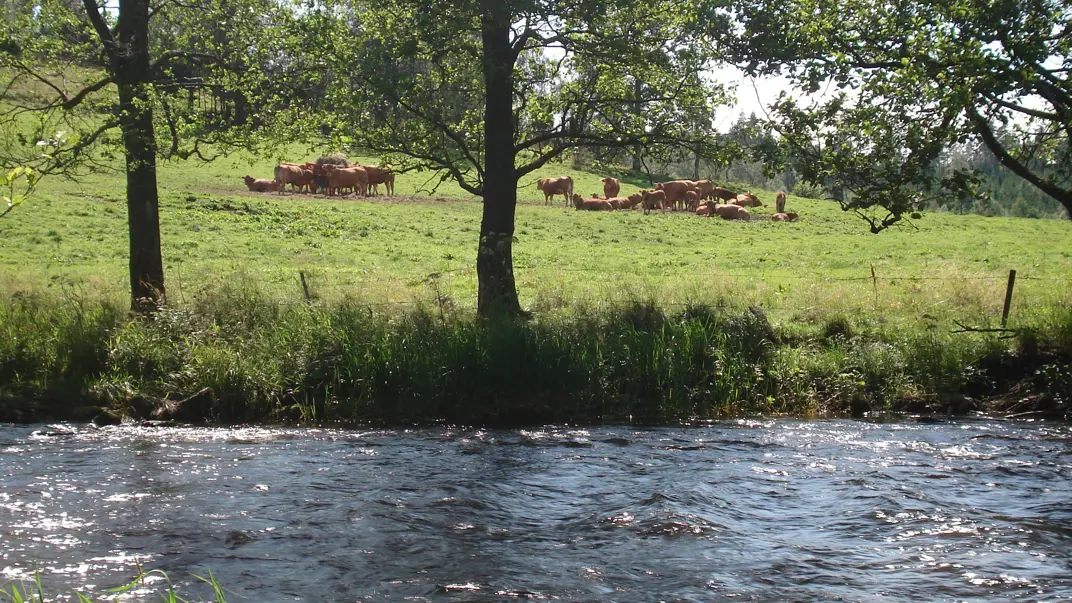 A stream in the foreground and cows in a meadow in the background.