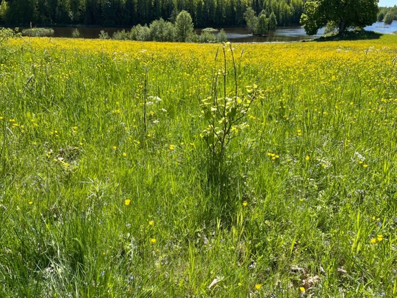 blomsteräng