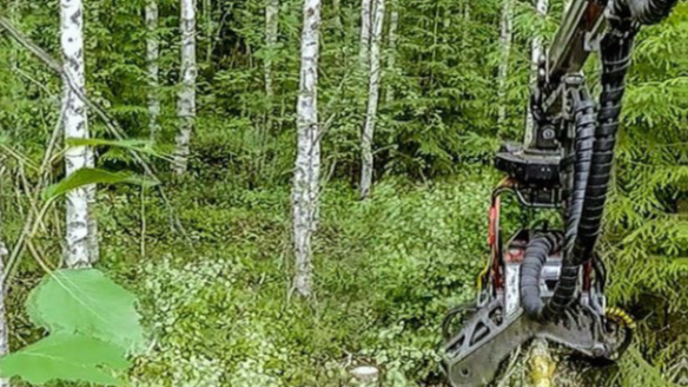 Förstagallring i strukturellt heterogena blandbestånd.