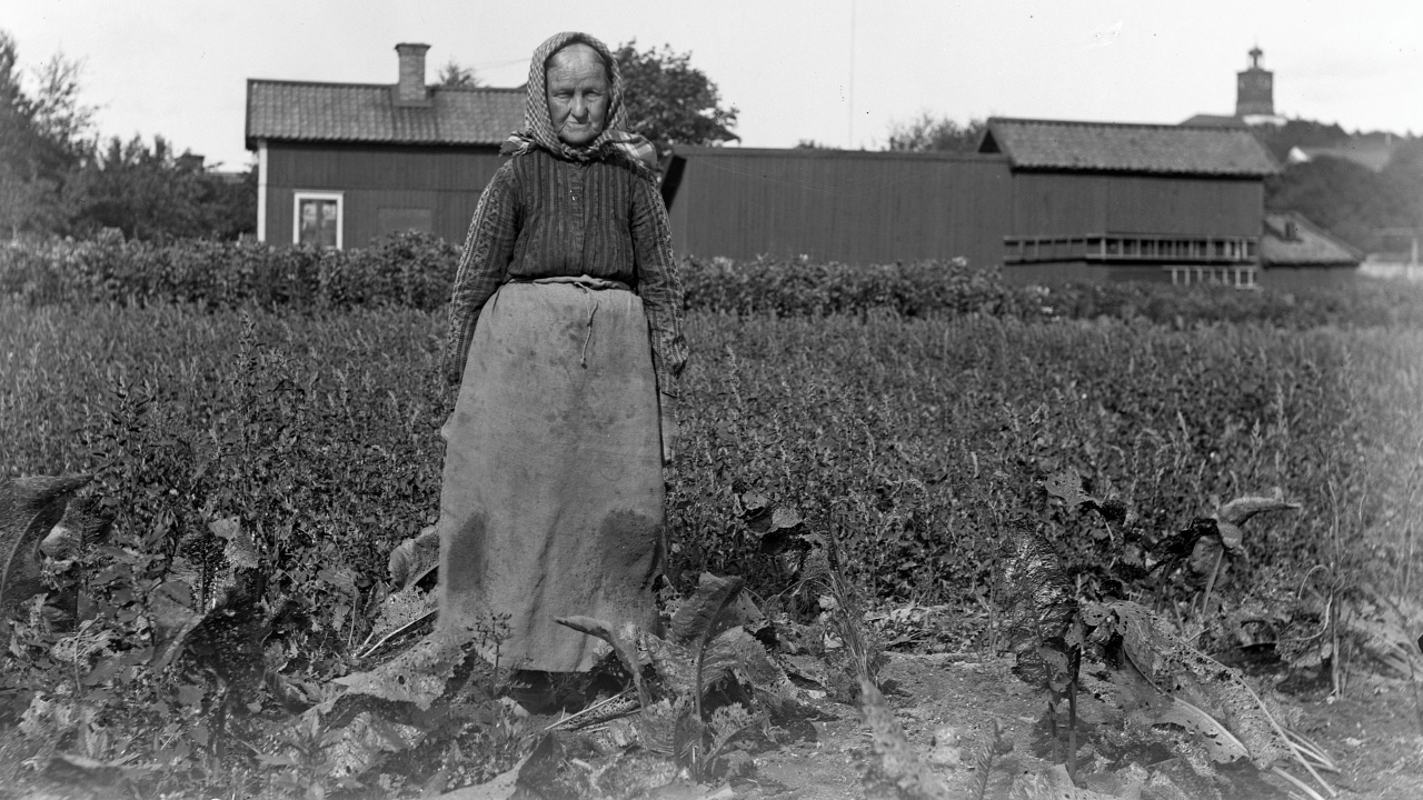 Kvinna i pepparrotsland i Enköping, tidigt 1900-tal. Fotot är svartvitt. Kvinnan bär rutigt huckle, långrandig skjorta och ett kläde som är knutet under bysten. Kvinnan ses framifrån med armarna längs med sidorna, ansiktet är solbränt och rynkigt och hon ser in kameran med neutral min. Pepparrotslandet är stort, i bakgrunden syns en häck och bakom den ett hus och en ekonomibyggnad med stege på. I fjärran på en kulle syns ett kyrktorn med urverk.