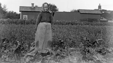 Kvinna i pepparrotsland i Enköping, tidigt 1900-tal. Fotot är svartvitt. Kvinnan bär rutigt huckle, långrandig skjorta och ett kläde som är knutet under bysten. Kvinnan ses framifrån med armarna längs med sidorna, ansiktet är solbränt och rynkigt och hon ser in kameran med neutral min. Pepparrotslandet är stort, i bakgrunden syns en häck och bakom den ett hus och en ekonomibyggnad med stege på. I fjärran på en kulle syns ett kyrktorn med urverk.