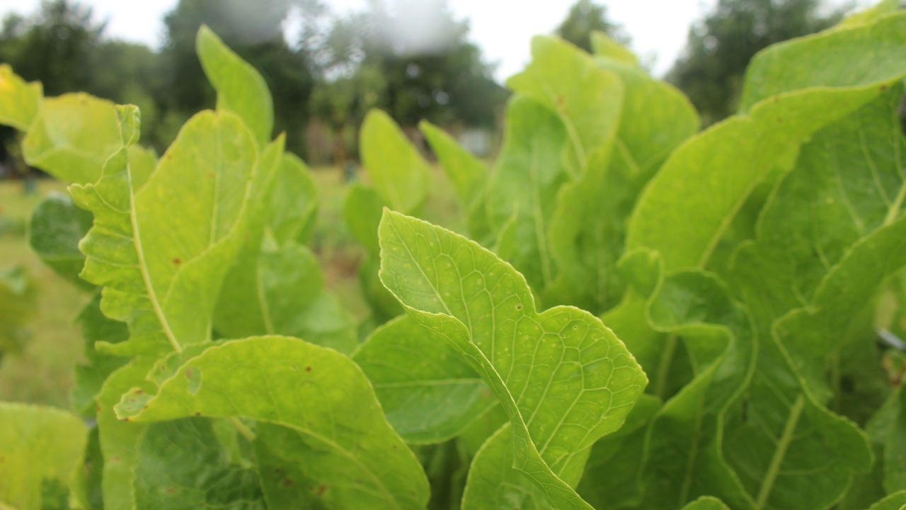 Foto av Grönt kulturarv®s pepparrot 'Wallen'. Fotot visar ljust gröna blad ståendes rakt upp. Bladen har tydliga ådringar och en tjock mittstjälk. I bakgrunden syns grönskande träd.