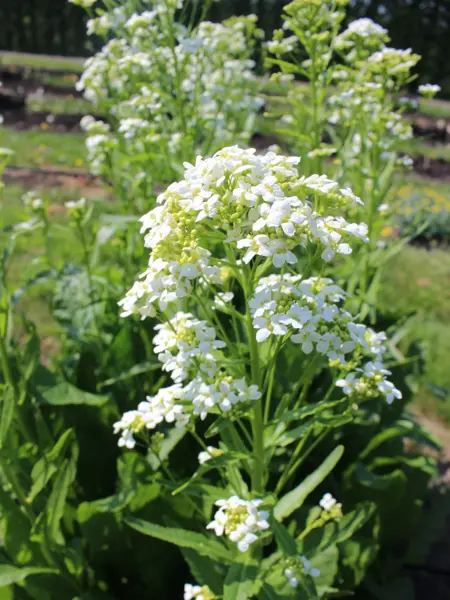 Foto av Grönt kulturarv®s pepparrot 'Wallen'. Fotot visar pepparroten i blom. Blomstänglarna är höga med små blommorsom blommar i vitt. I bakgrunden syns rader med rabatter.