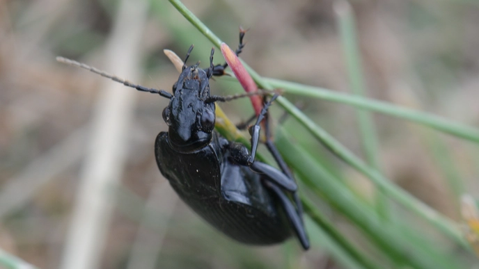 Beetle
