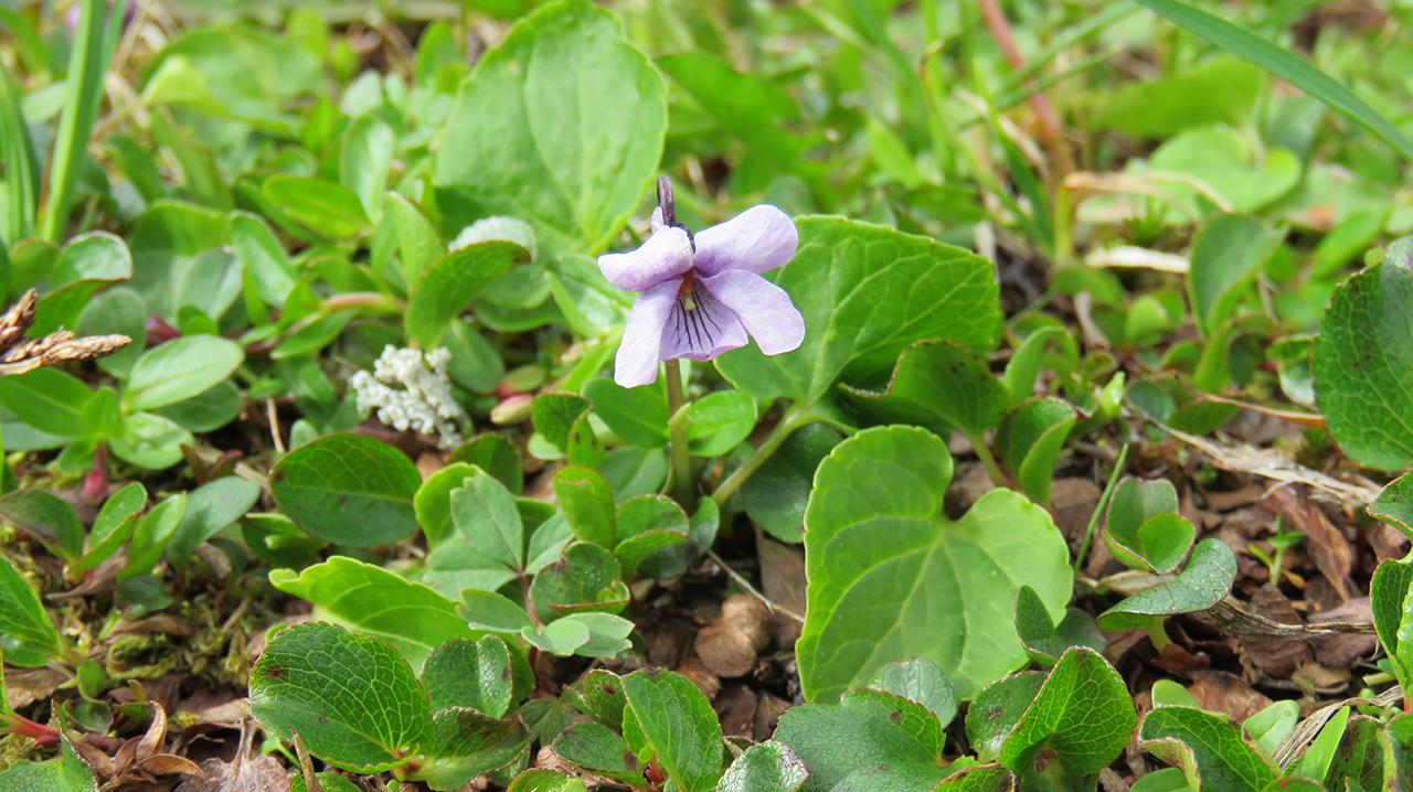 Blålila blomma bland gröna blad. Foto