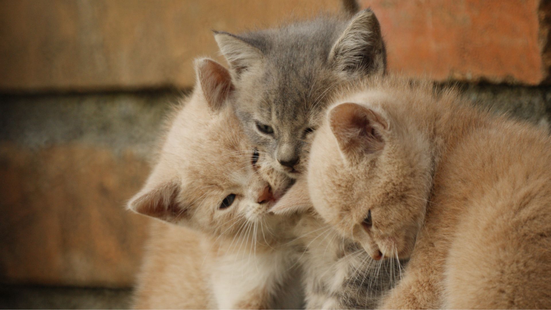 Kitten Survival After Caesarean Section