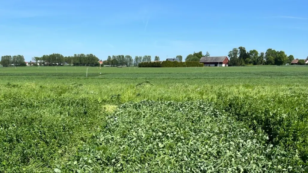 Vallodling, en röd lada i bakgrunden. Foto.