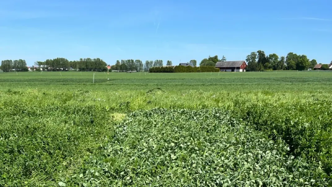 Vallodling, en röd lada i bakgrunden. Foto.