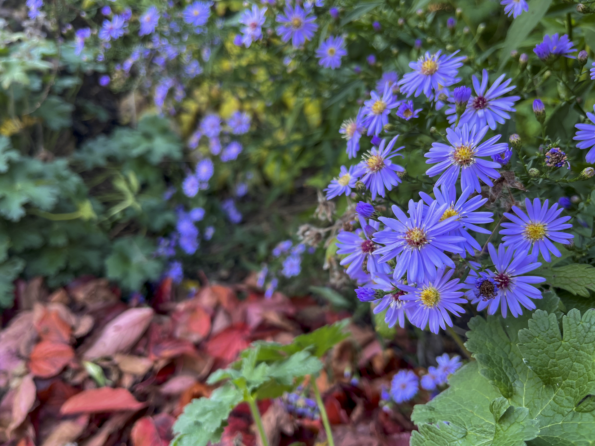Purple flowers alongside red, fallen autumn leaves