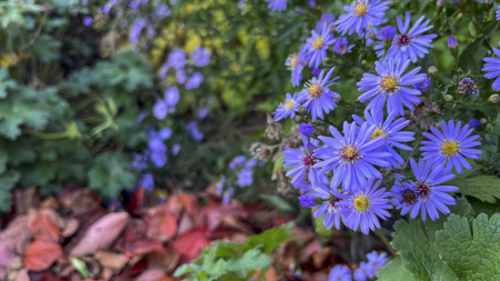 Purple flowers alongside red, fallen autumn leaves