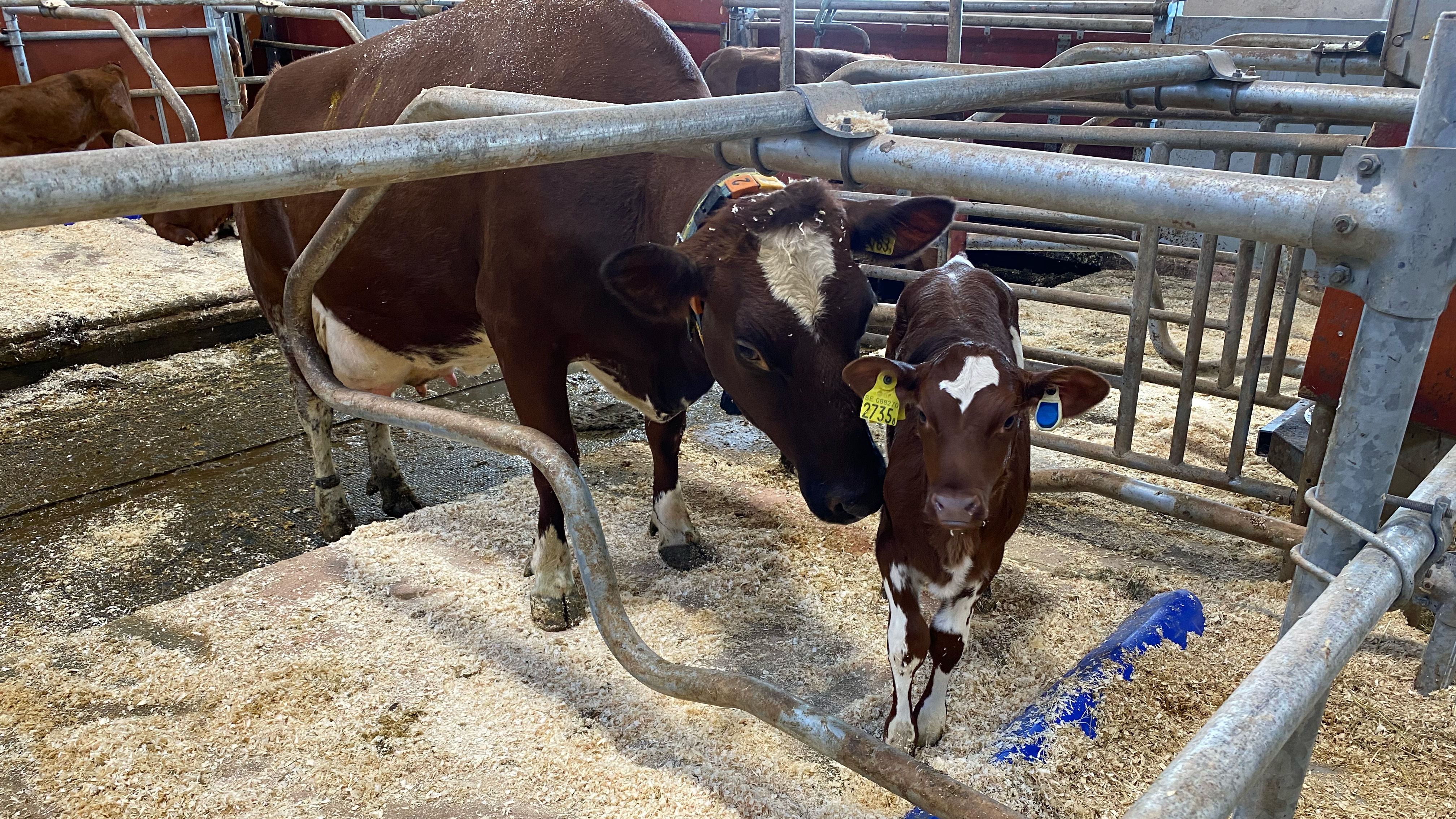 En SRB-ko står och nosar på sin kalv som ligger och vilar på båspallen.