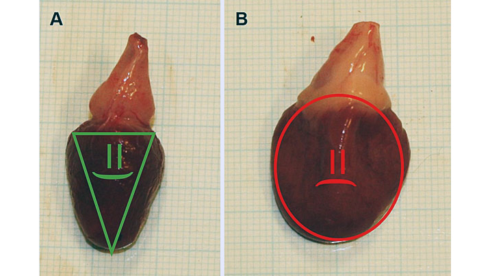 Two pictures of rainbow trout hearts. One is healthy and one is sick and enlarged.