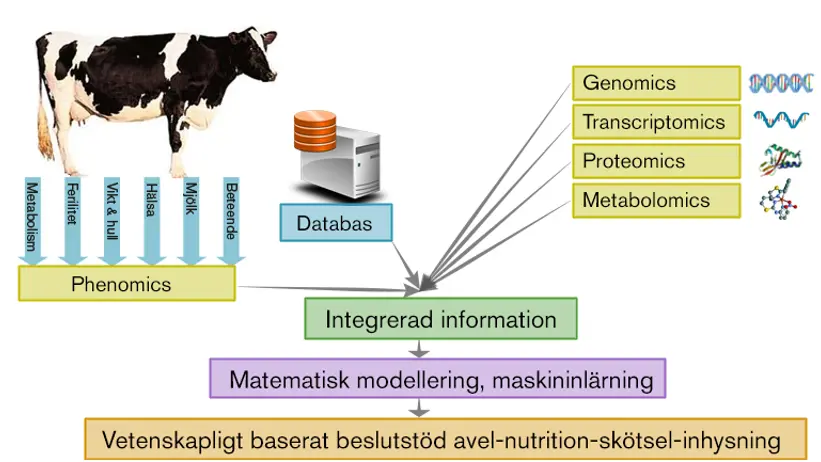 Illustration of the work around the Beijer Laboratory for Animal Science.