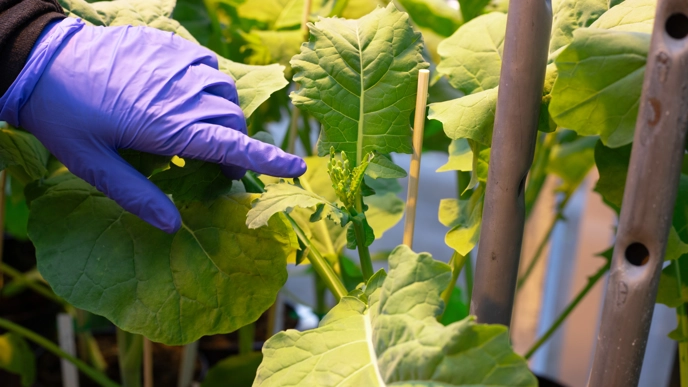 A finger pointing at a rapeseed flower.