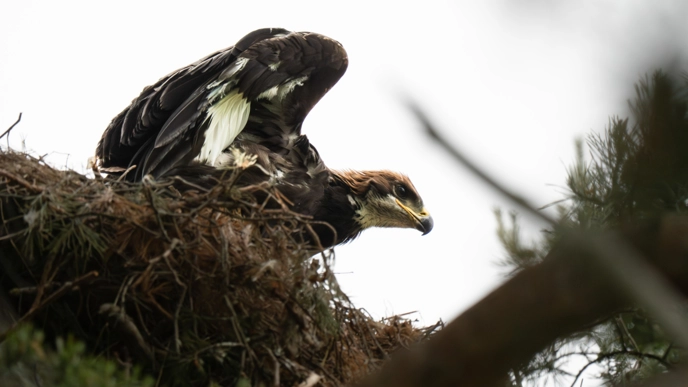 Eagle in nest