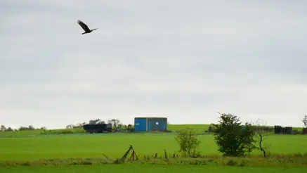 A big bird flying over the green landscape