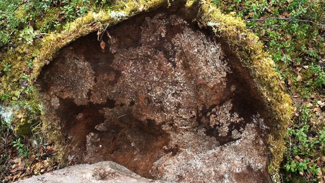 the downside of a moss showing small white funghi