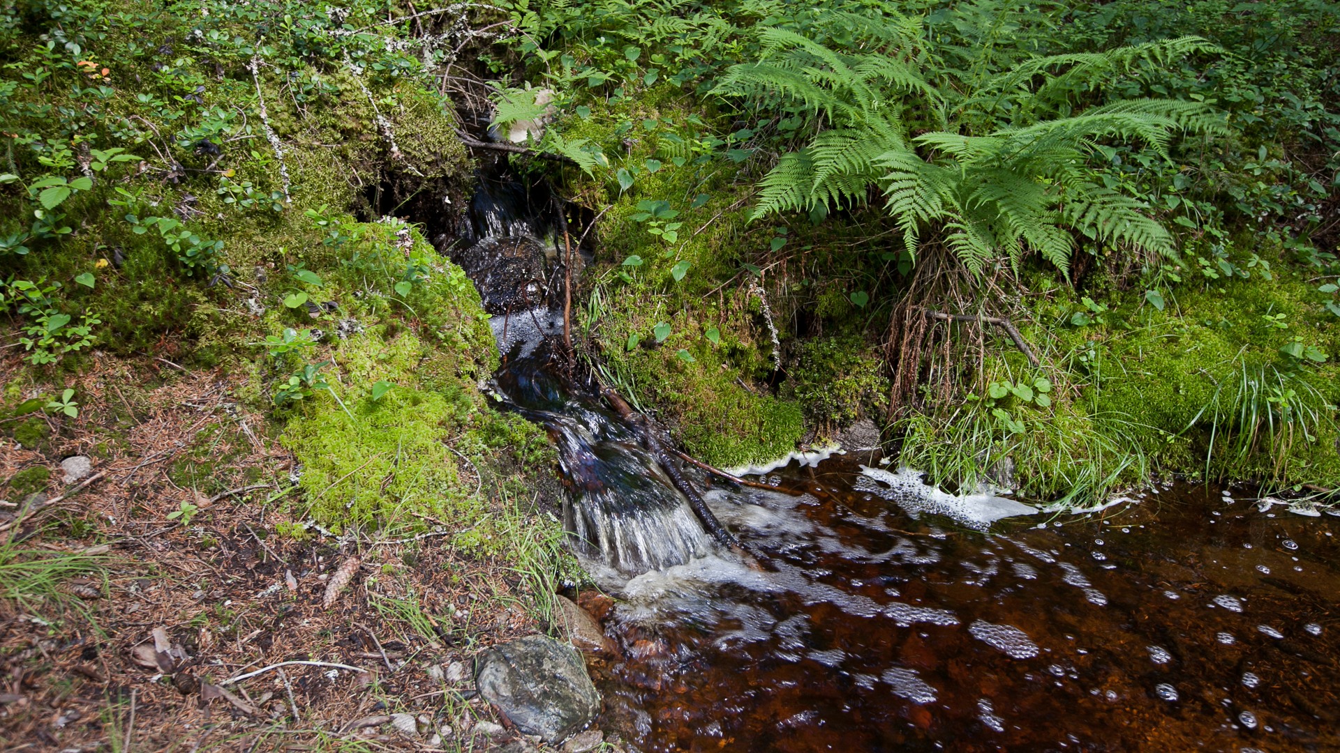 A creek in the forest. Photo.