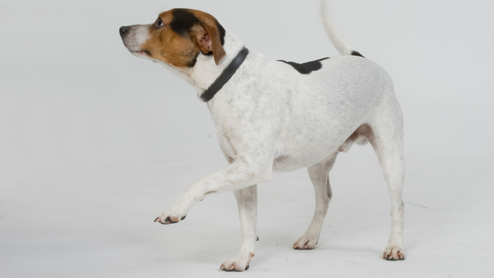 Hund med vit, brun och svart päls som står upp på alla fyra ben. Den har vänstra frambenet upplyft från marken. 
