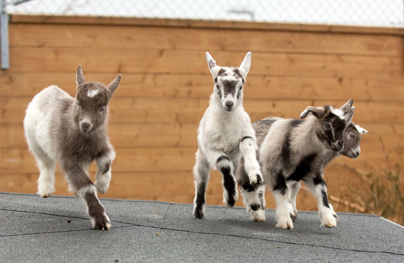 kids-baby-goats-running-in-enclosure