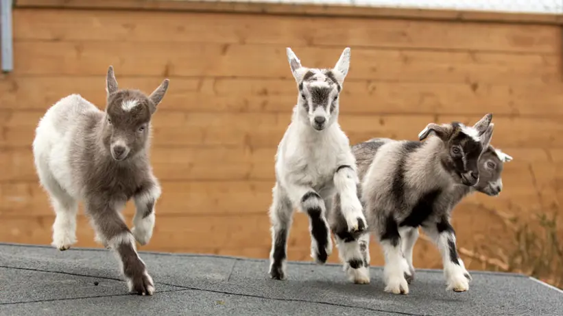 killingar-springer-i-inhängnad