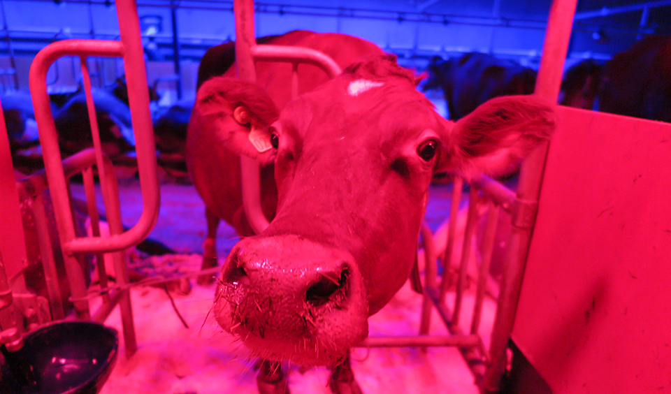 Foto på ko i rött ljus