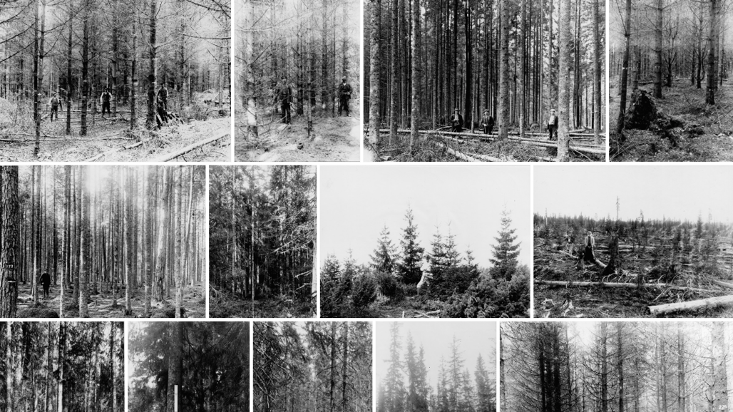 An image collage of a number of historic black and white photos of spruce field trials.