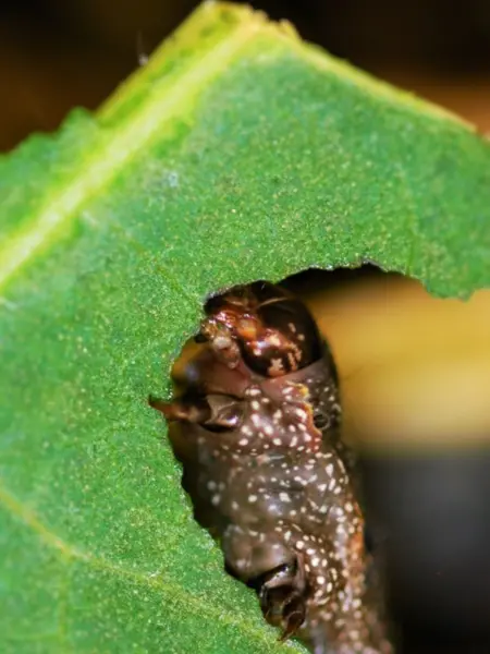 African cotton leafworm larvae