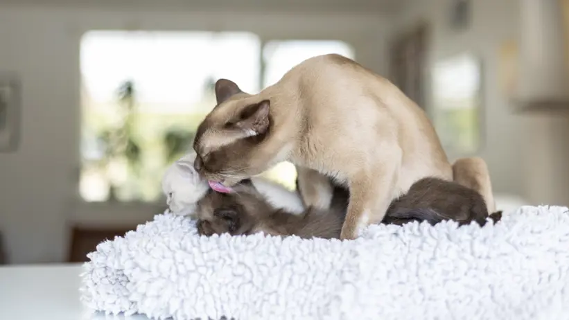 Photo of a female cat with kittens, all of the Burmese breed, indoors in a soft basket.