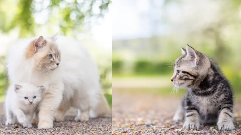 A collage featuring two photos: on the right, a kitten of the domestic shorthair breed, and on the left, a female cat and her kitten, both of the Ragdoll breed.