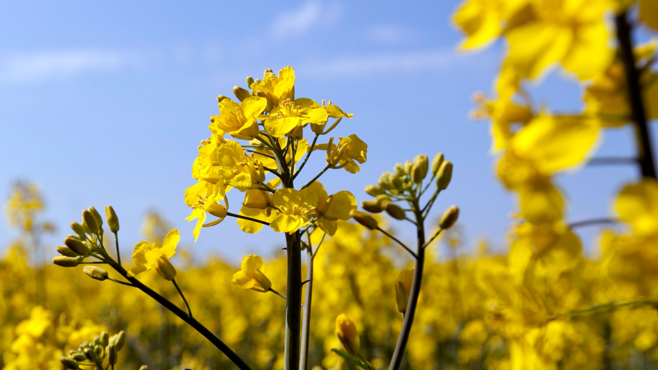 Närbild på gula rapsblommor. Foto.