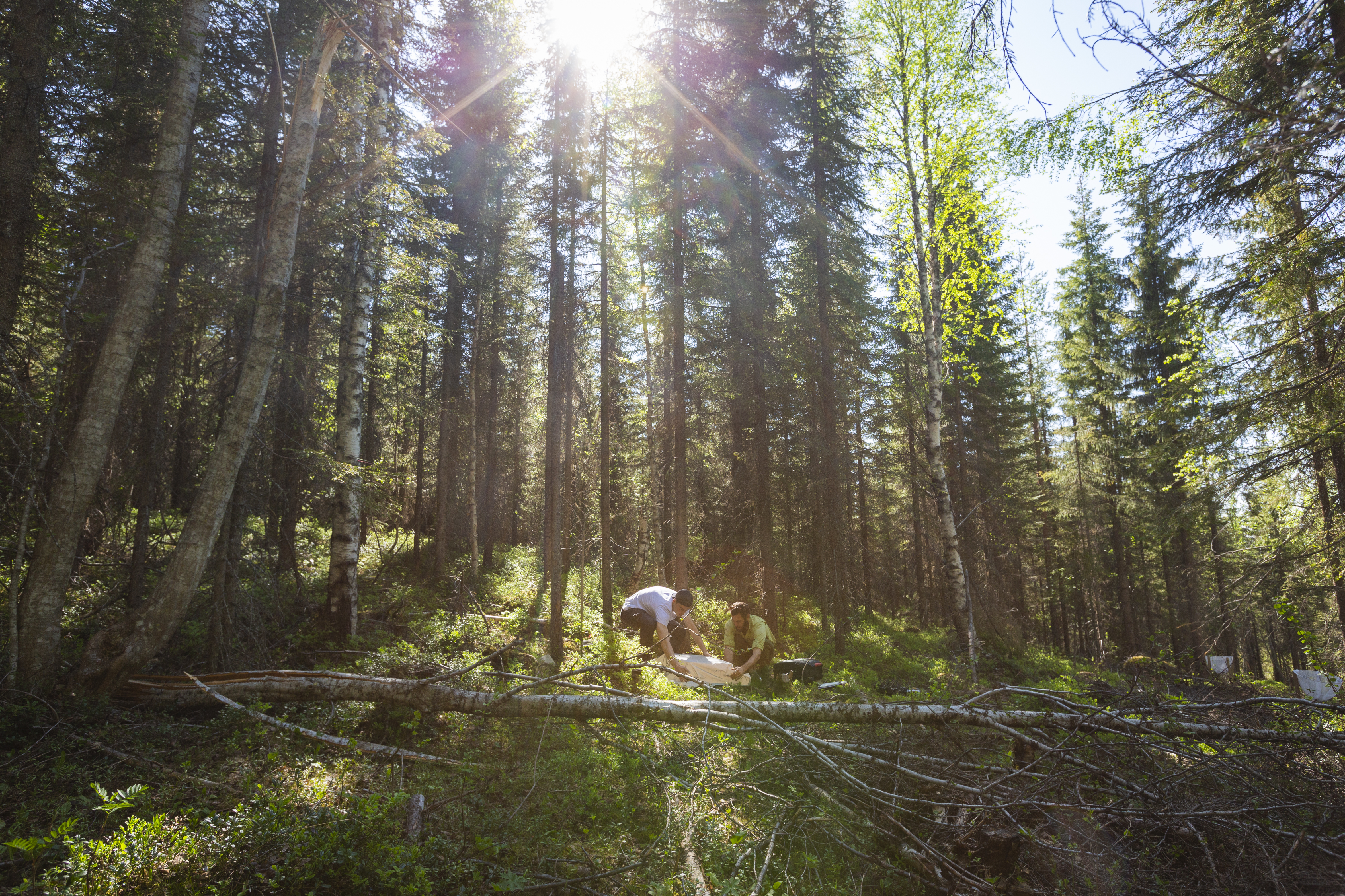 Två personer arbetar i en solbelyst barrskog med nedfallna träd omkring sig.