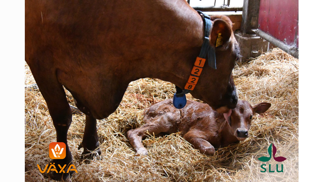 An SRB cow stands and licks her newborn calf in a calving box.