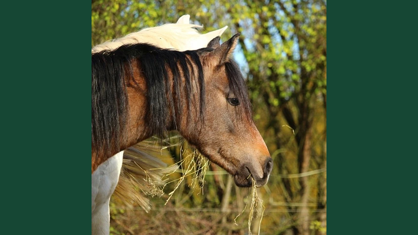 Foto av hästar utomhus i solen under hösten, ätandes på hö.