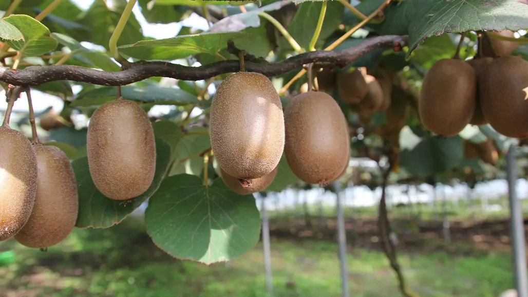 Kiwis growing in a branch. Photo.