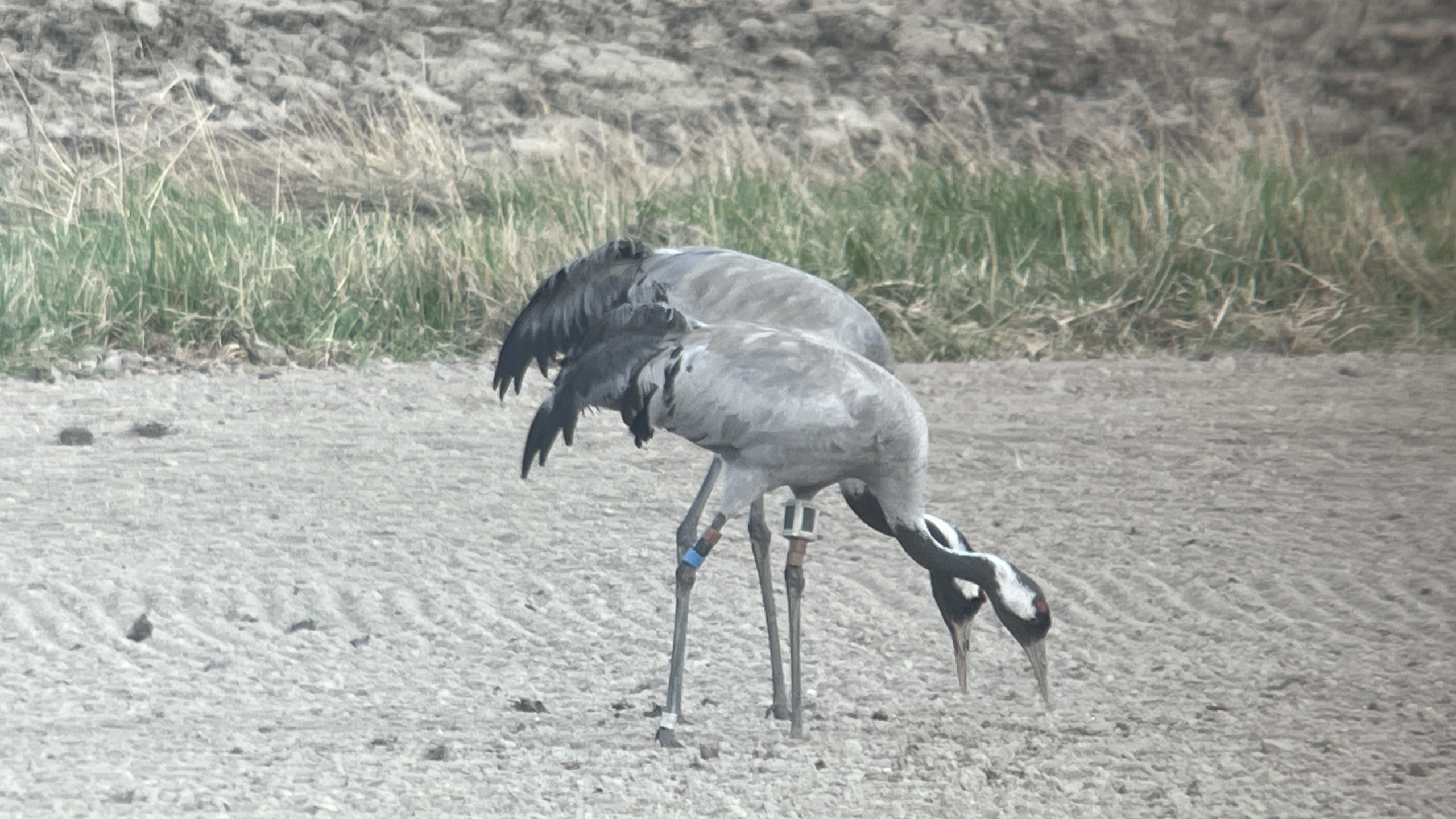 TVå tranor födosöker på en åker. En har färgringar på benen. 