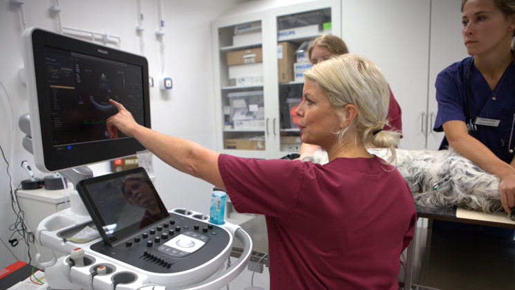 Kvinna med vinröda sjukvårdskläder som pekar mot en skärm kring annan utrustning. Bakom kvinnan är en bord med ett djur som ligger ned. Två personer med blåa sjukvårdskläder står vid bordet och håller om djuret som ligger på bordet. Alla tre personer kollar mot skärmen som kvinnan pekar på.  