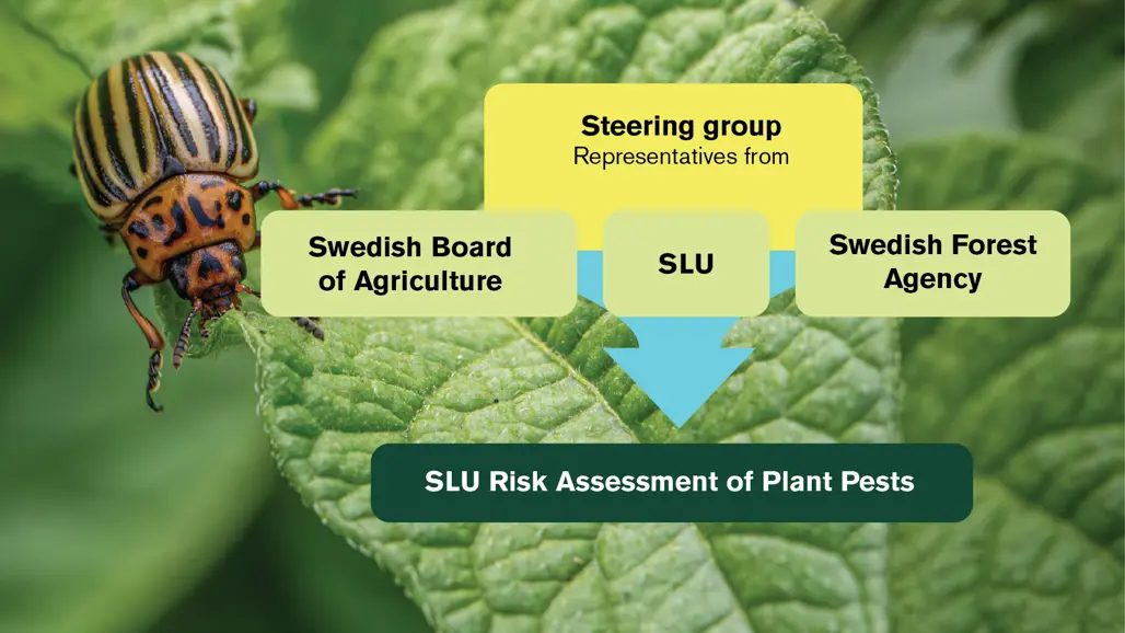 Organisation map over SLU Risk Assessment of Plant Pests.