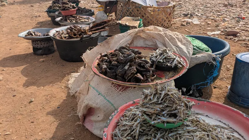 Baskets of dried fish line a sandy riverside market under colorful umbrellas, with distant green hills and a bright blue sky.