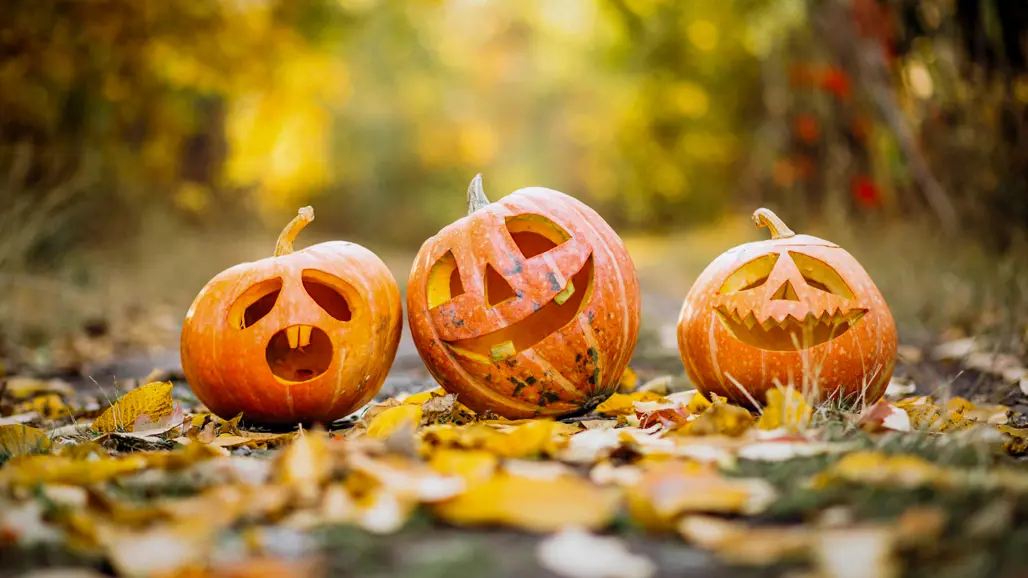 Tre halloween-pumpor i skogen. Foto.