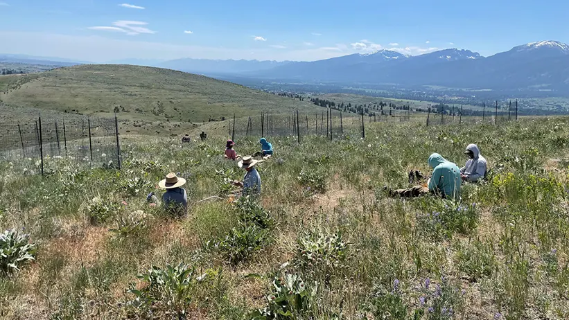 Foto på gräsmark i USA