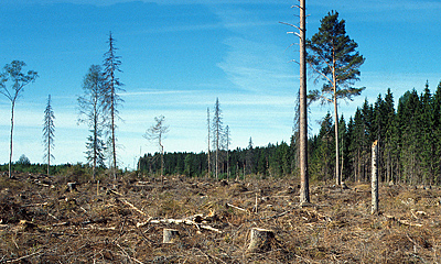 kalhygge med hänsynsträd i Uppland