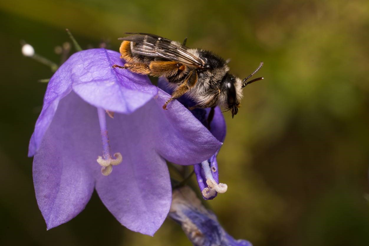 Blåklocksbi på liten blåklocka