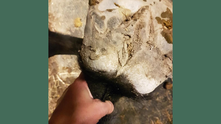 Foto av en hästhov som hålls upp av en mänsklig hand.