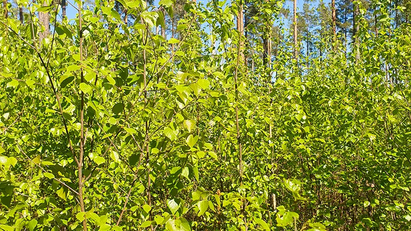 Tät skog med unga gröna plantor i förgrunden och höga tallar i bakgrunden. Himlen är klar och blå, vilket tyder på en solig dag. Foto.