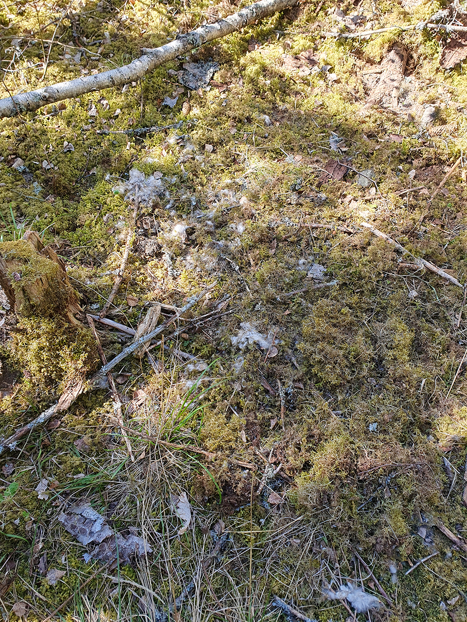 Skogsmark täckt av mossa, gräs och små kvistar - med vita pälstussar från ett djur som ligger ovanpå. Solljus sipprar genom träden och skapar ljus- och skuggmönster på marken. Några torra löv ligger utspridda bland mossan och gräset. En delvis synlig trädstubbe täckt av mossa syns upptill i bilden. Foto.